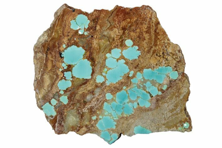 Polished Turquoise Slab - Number Mine, Carlin, NV #292318